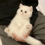 Avatar of Junaid Yousaf